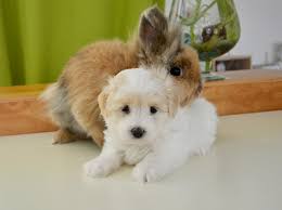 puppy and bunny.jpg