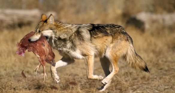 Wolf and the chicken