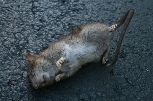 800px-2008-09-18_Ants_eating_a_dead_rat_in_a_parking_lot