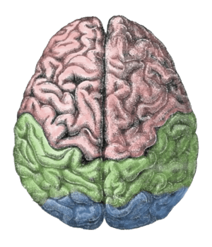 300px-Cerebral_lobes.png