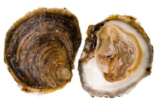 raw-oysters-norovirus-featured.jpg