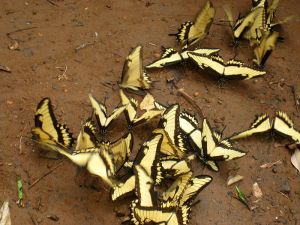 Swarm_of_Broad-banded_Swallowtail_(Iguazú,_Argentina_-_2009)-1