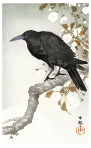 crow