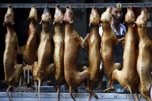 Chinese Dog Market
