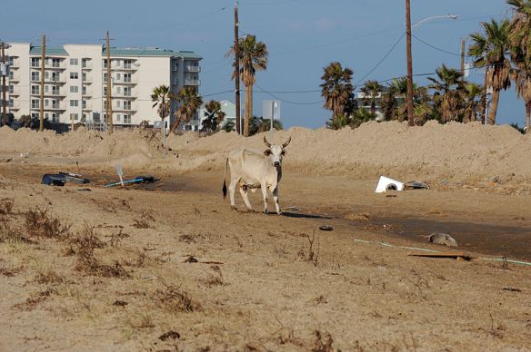 800px-FEMA_-_38657_-_Stray_cow_roams_in_hurricane_impacted_areas