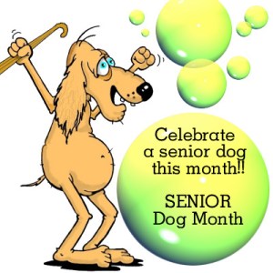 Senior Dog month