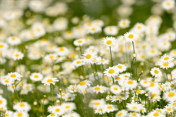 Field_of_Daisies_(9120905231)