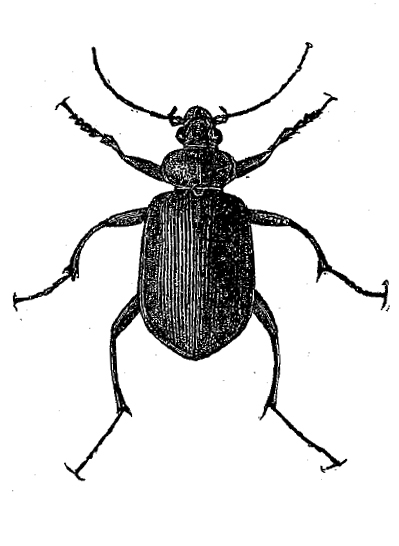 ground-beetle