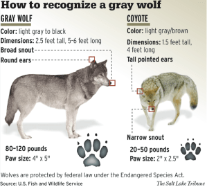 USFWS_-_How_to_recognise_a_gray_wolf