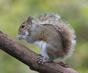 723px-Eastern_Grey_Squirrel